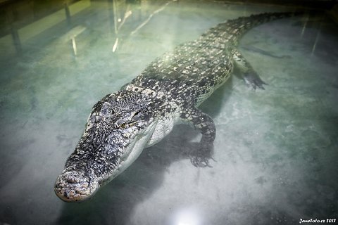 DSC-7415-Edit.jpg